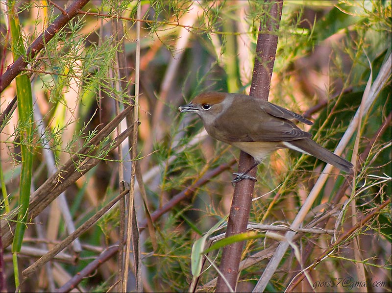 Passeriformi al CHM di Ostia (identificazione)